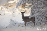 Fallow Deer (Dama dama)