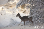 Fallow Deer (Dama dama)