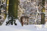 Fallow Deer (Dama dama)