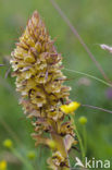 Distelbremraap (Orobanche reticulata) 