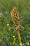 Thistle Broomrape (Orobanche reticulata)