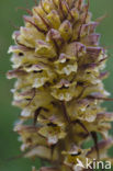 Distelbremraap (Orobanche reticulata) 