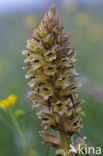 Distelbremraap (Orobanche reticulata) 