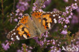 Distelvlinder (Vanessa cardui)