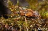 Dorytomus nebulosus