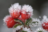 Dwergmispel (Cotoneaster spec.)