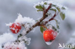 Dwergmispel (Cotoneaster spec.)