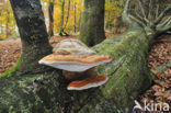 Echte tonderzwam (Fomes fomentarius)