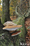 Echte tonderzwam (Fomes fomentarius)