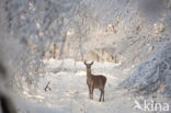 Red Deer (Cervus elaphus)