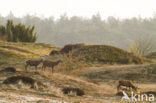 Red Deer (Cervus elaphus)