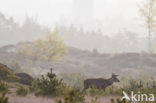Red Deer (Cervus elaphus)