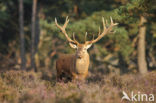 Red Deer (Cervus elaphus)