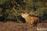 Red Deer (Cervus elaphus)