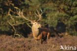Red Deer (Cervus elaphus)