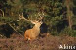Red Deer (Cervus elaphus)