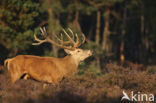 Red Deer (Cervus elaphus)