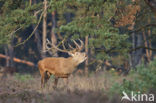 Red Deer (Cervus elaphus)