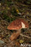 Eekhoorntjesbrood (Boletus edulis)