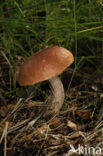 Eekhoorntjesbrood (Boletus edulis)