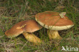 Eekhoorntjesbrood (Boletus edulis)