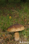 Eekhoorntjesbrood (Boletus edulis)