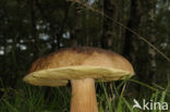 Eekhoorntjesbrood (Boletus edulis)