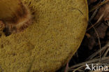 Eekhoorntjesbrood (Boletus edulis)