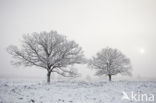 Oak (Quercus)
