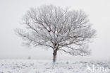 Oak (Quercus)