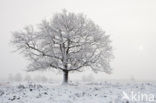 Oak (Quercus)