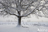 Oak (Quercus)