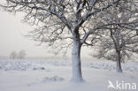 Oak (Quercus)