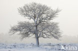 Oak (Quercus)