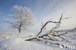 Oak (Quercus)