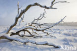 Oak (Quercus)