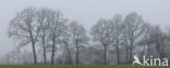 Eik (Quercus)