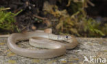 Eirenis modestus