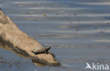 Europese moerasschildpad (Emys orbicularis)