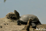 Europese moerasschildpad (Emys orbicularis)