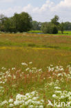 Cow Parsley (Anthriscus sylvestris)