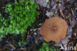 Deceiver (Laccaria spec.)