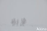 Friesland