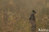 Geelgors (Emberiza citrinella)