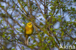 Yellowhammer (Emberiza citrinella)
