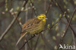 Yellowhammer (Emberiza citrinella)