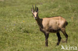 Chamois (Rupicapra rupicapra)