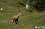 Chamois (Rupicapra rupicapra)