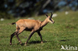 Chamois (Rupicapra rupicapra)