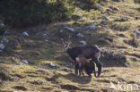 Chamois (Rupicapra rupicapra)